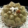 Copiapoa_hypogaea_2